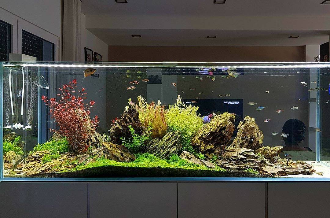 planted aquarium