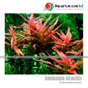 Ammania Gracilis