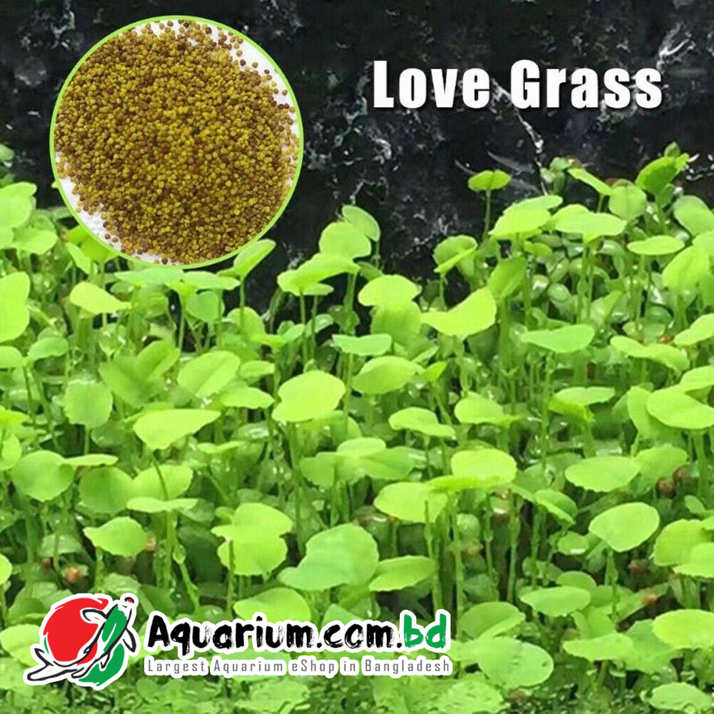 Aquarium Plant Seed- Love Grass