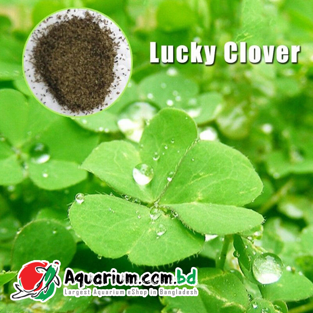 Aquarium Plant Seed- Lucky Clover