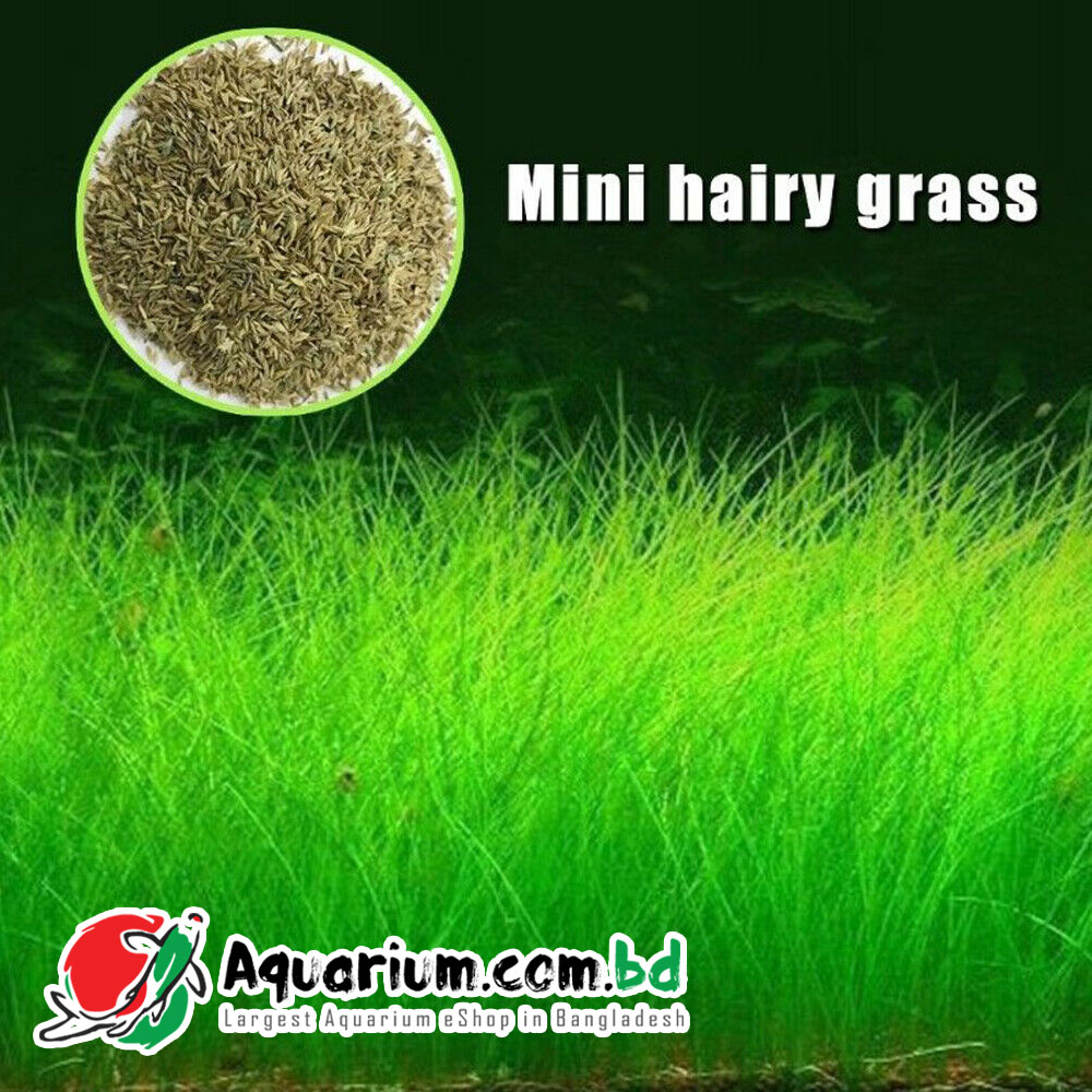 Aquarium Plant Seed- Mini Hairy Grass