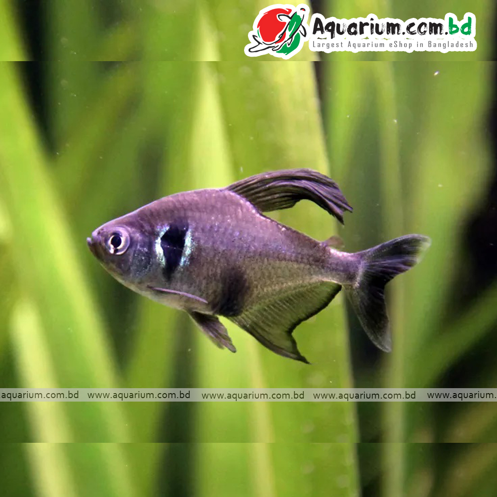 Black Phantom Tetra