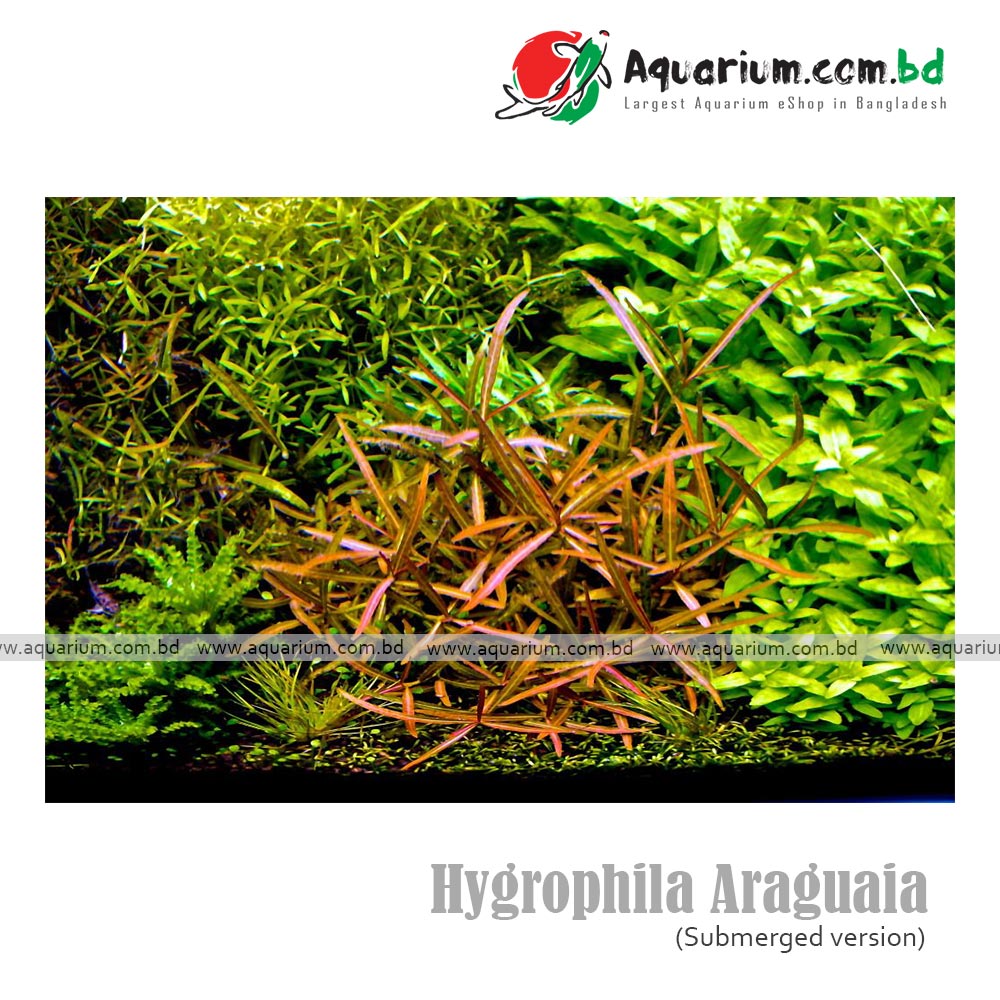Hygrophila Araguaia