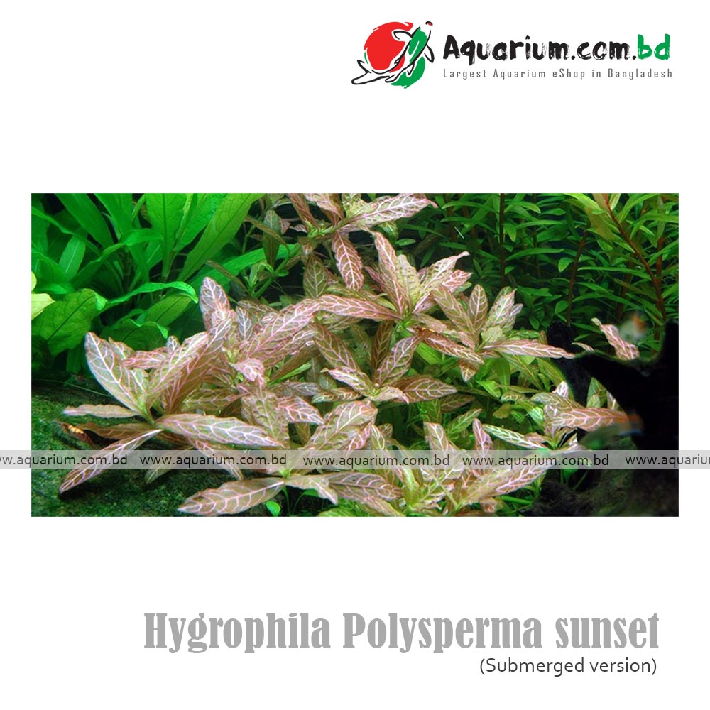 Hygrophila Polysperma sunset