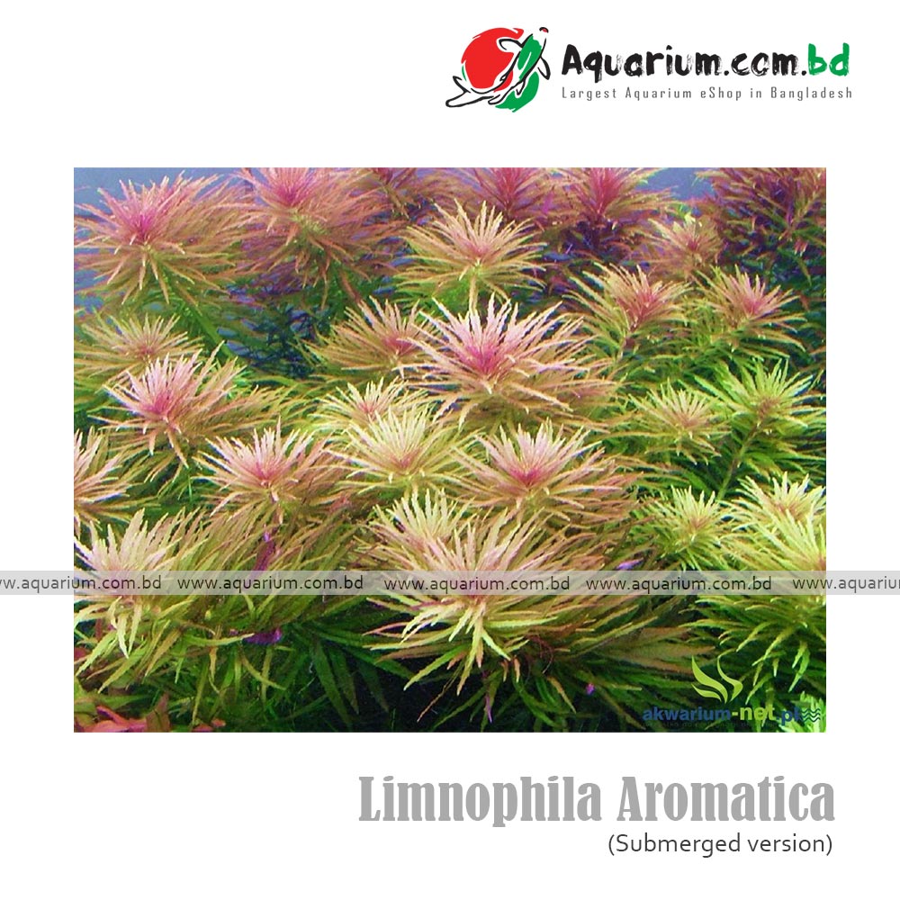 Limnophila Aromatica