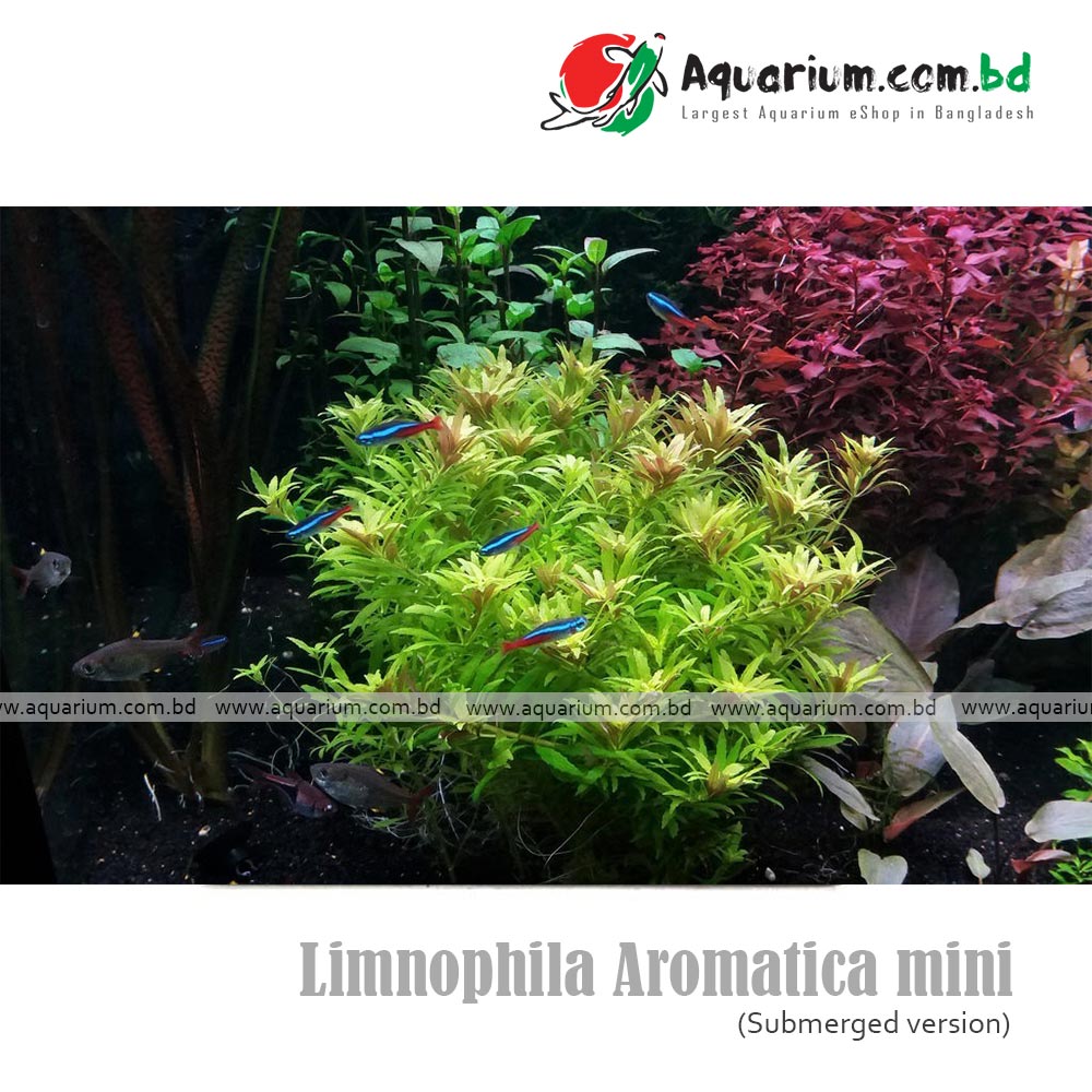 Limnophila Aromatica mini