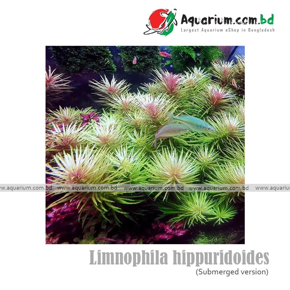 Limnophila hippuridoides