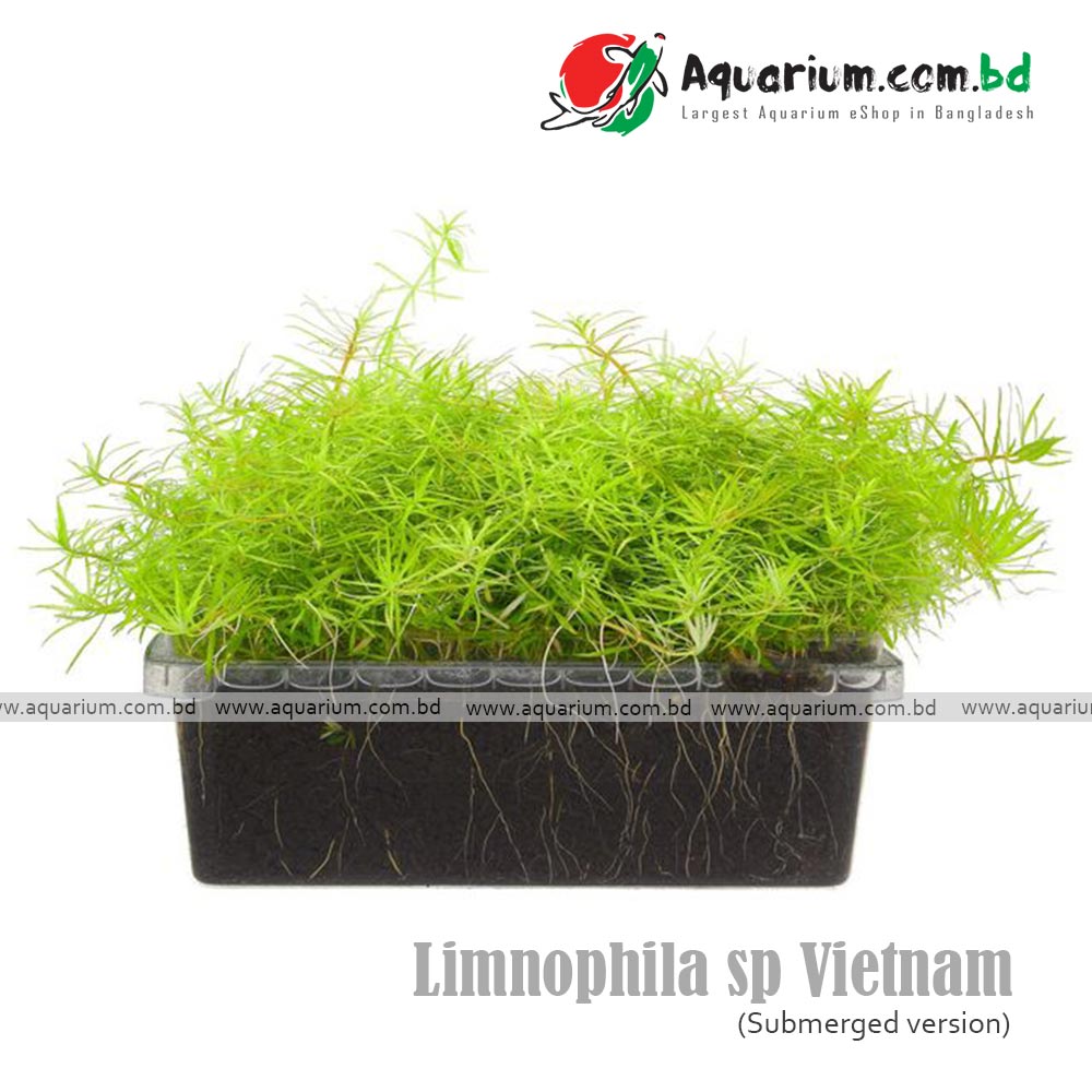 Limnophila sp Vietnam