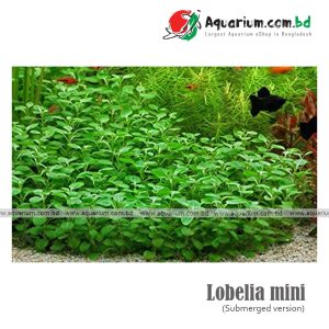 Lobelia mini