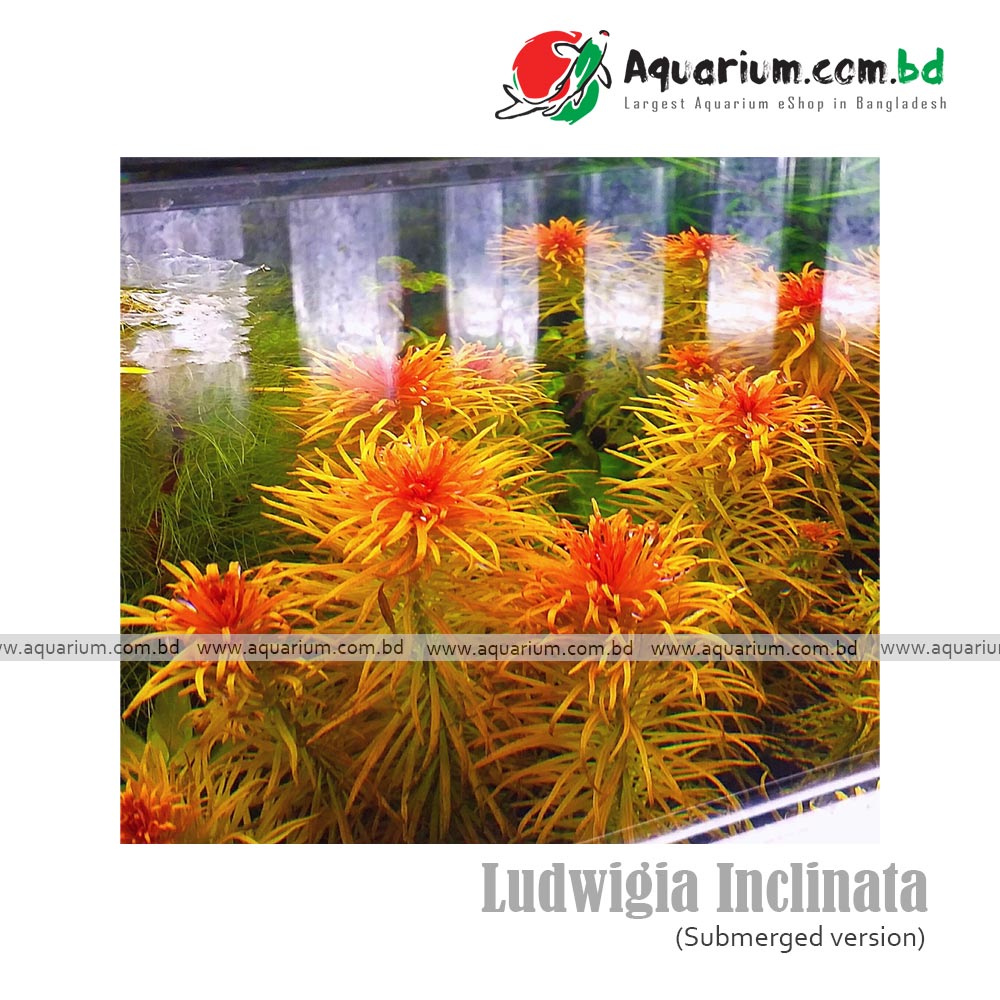 Ludwigia Inclinata available at aquarium.com.bd