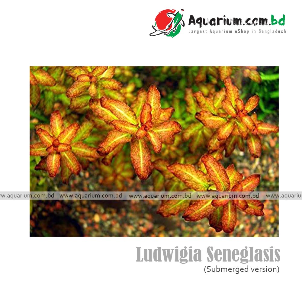 Ludwigia Senegalensis