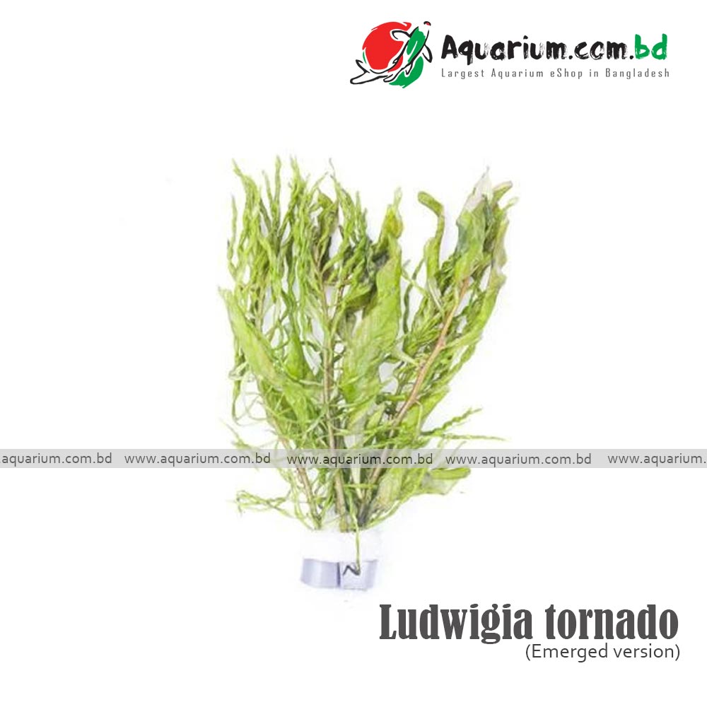 Ludwigia tornado available at aquarium.com.bd