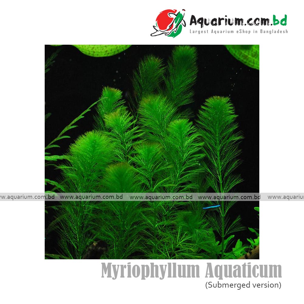 Myriophyllum Aquaticum (Parrot's Feather)