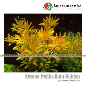 Nesaea Pedicellata Golden