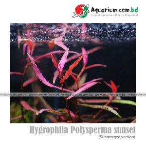 Polygenum sp pink