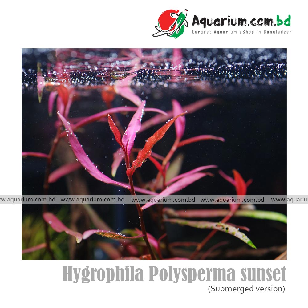 Polygenum sp pink