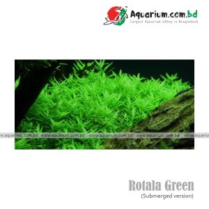 Rotala green