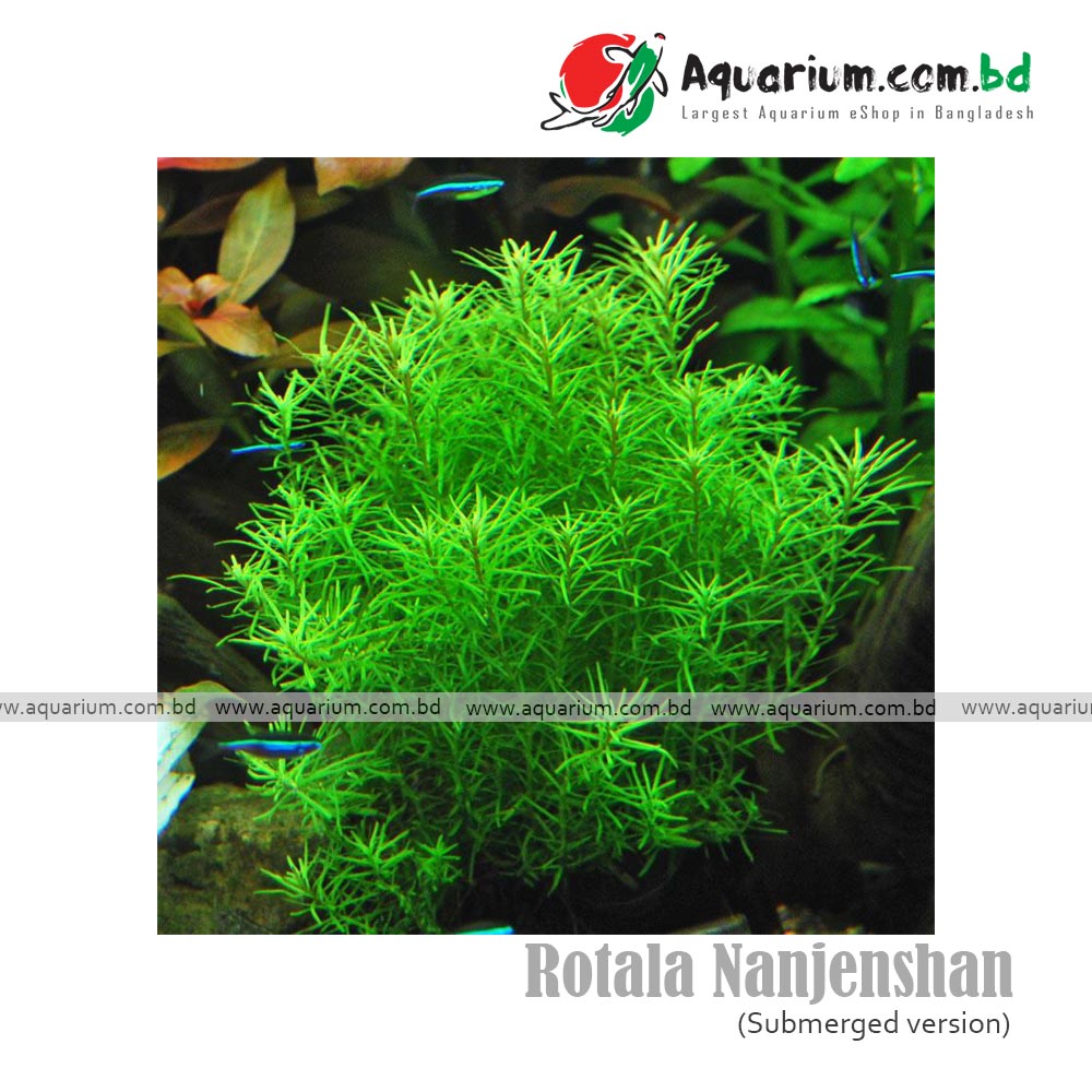 Rotala Nanjenshan