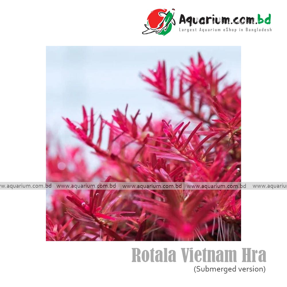 Rotala Vietnam Hra