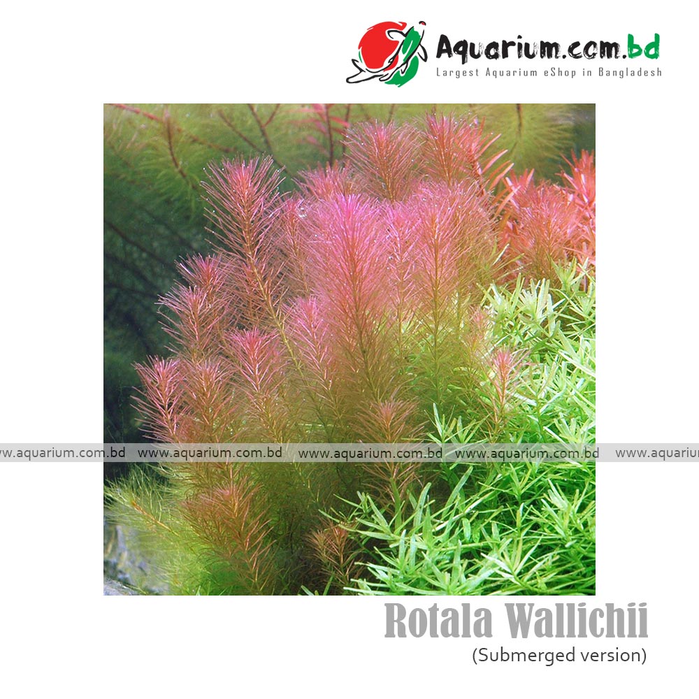 Rotala Wallichii