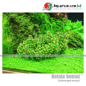 Rotala bonsai