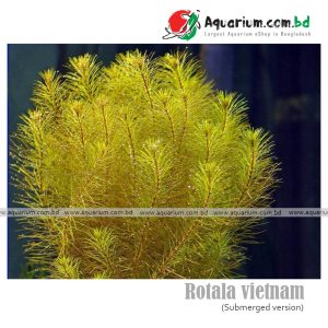 Rotala vietnam