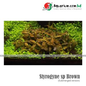 Styrogyne sp Brown