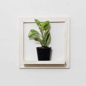 WOOD FRAME CODE WP-17