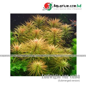 ludwigia var cuba available at aquarium.com.bd