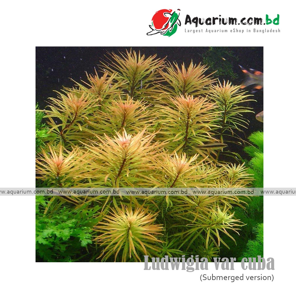ludwigia var cuba available at aquarium.com.bd